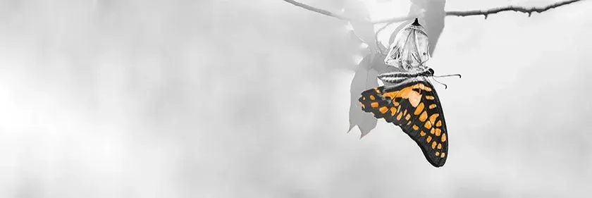 kanvic consulting transformation consulting for new business